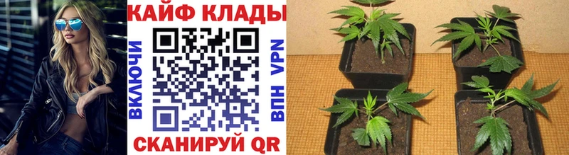 Купить закладку Каннабис  Амфетамин  Кодеин  ГАШ  Мефедрон  Кокаин  Конаково